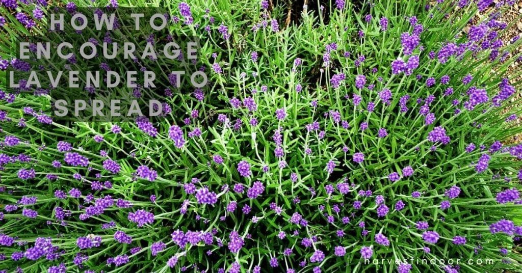 How to Encourage Lavender to Spread