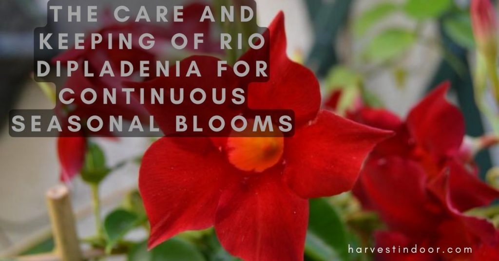 The Care and Keeping of Rio Dipladenia for Continuous Seasonal Blooms
