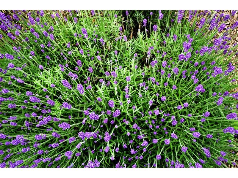 encouraging lavender spread 
