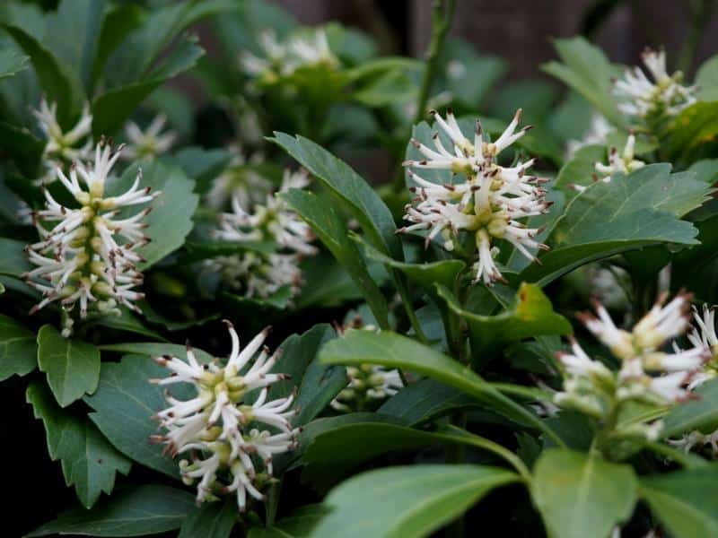 Encouraging Pachysandra to Spread